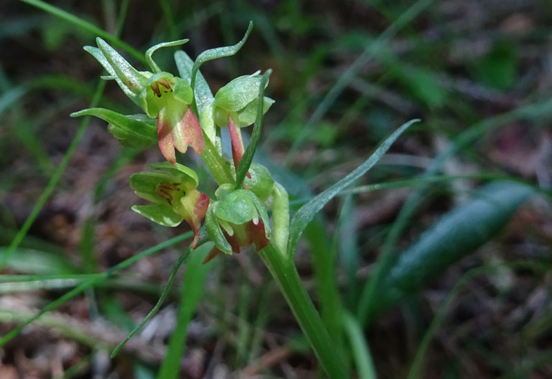 Coeloglossum viride..........Aldino (BZ)